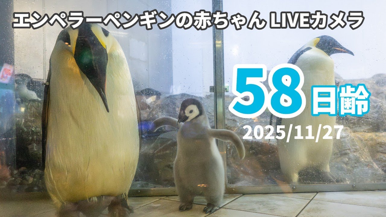 【アーカイブ】エンペラーペンギンの赤ちゃんライブカメラ（2025/11/27）