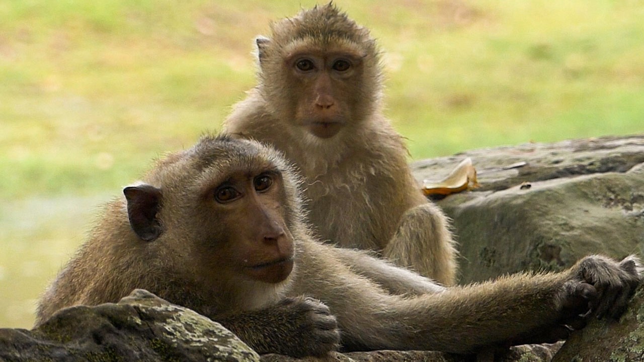 Silent calm forest |THE bond between monkey Brady & Rainbow IS beautiful |A cute couple lol