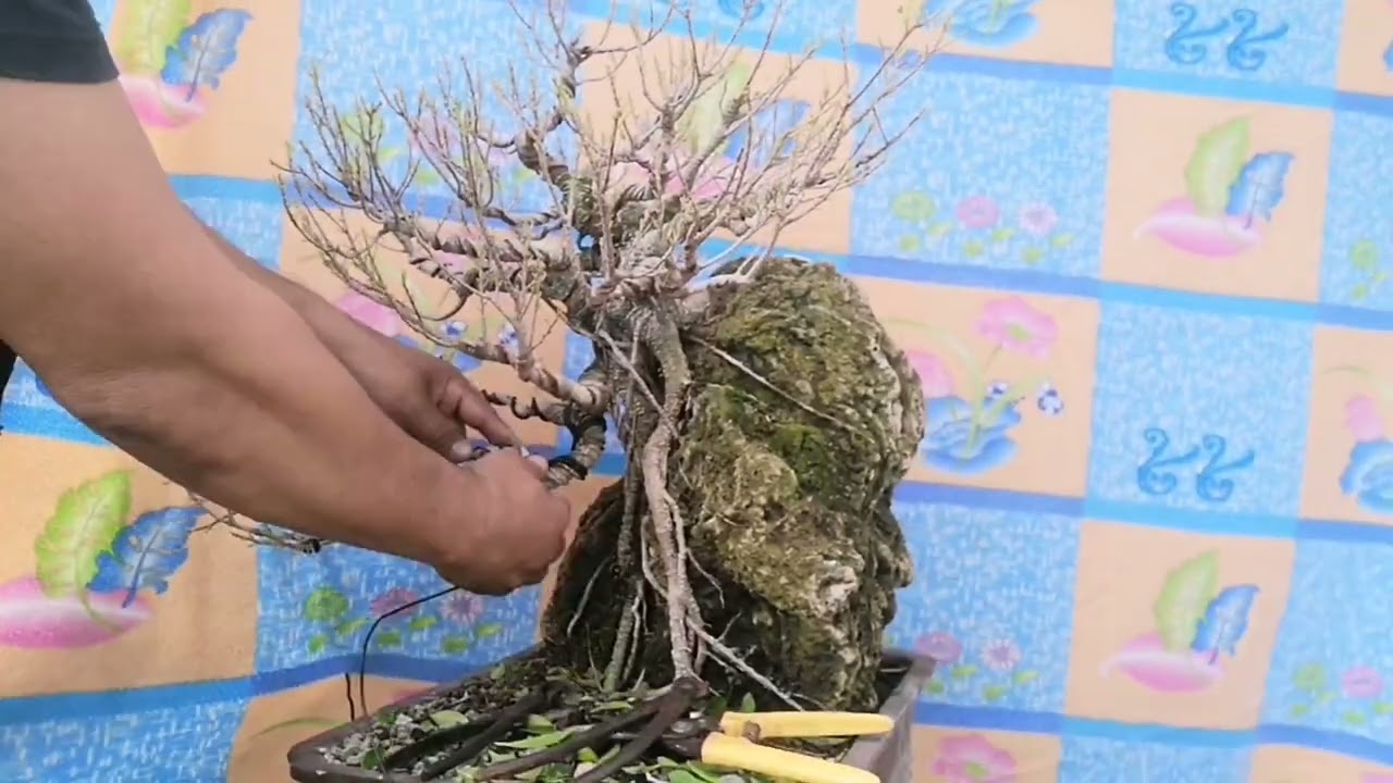 rock clasping bonsai (ficus microcarpa)