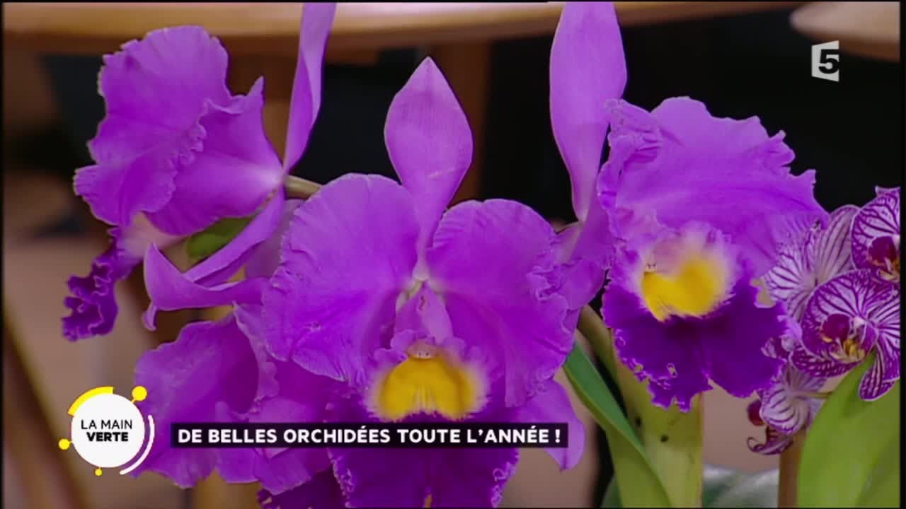 De belles orchidées toute l’année !