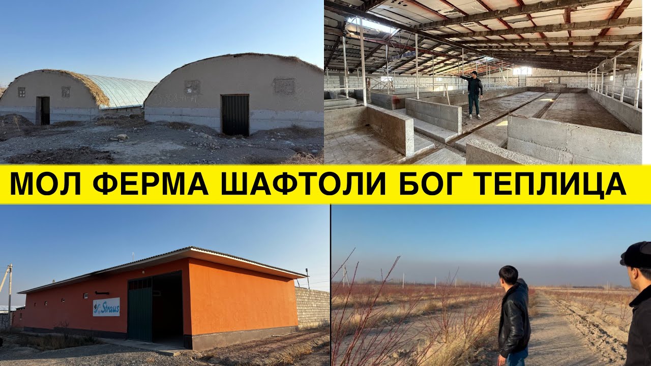 КУРИБ МАЗЗА КИЛАСИЗ МОЛ ФЕРМА 5 ГЕКТАР БОГ 20 СОТИХ ТЕПЛИЦА СОТИЛАДИ