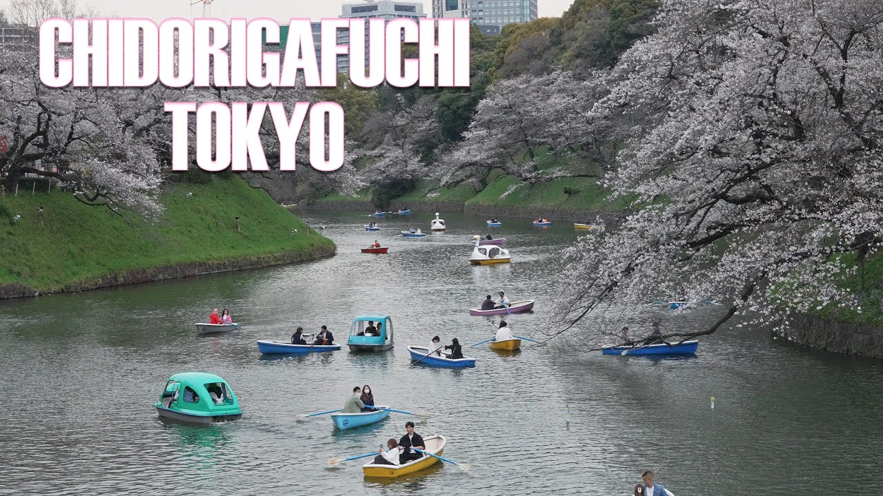 Tokyo Chidorigafuchi Moat | Best Sakura Viewing Spot in Tokyo! 🌸🚶&zwj;♂️
