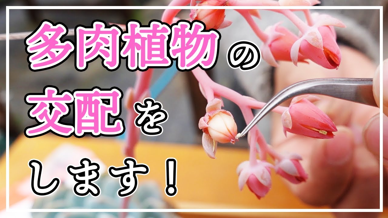 【多肉植物】交配シーズンに突入です！「タネから多肉」してみませんか？