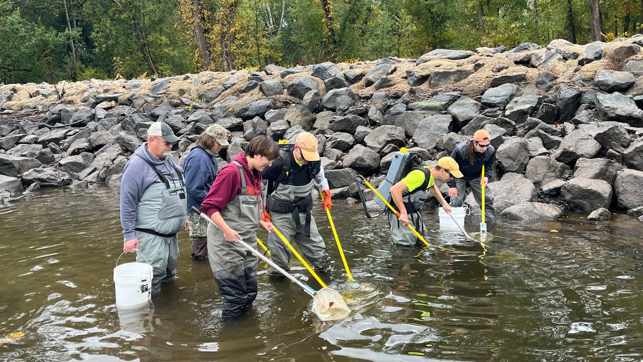 Fish Rescue at the Fish Ladder (Middle Susquehanna River Keeper Association)