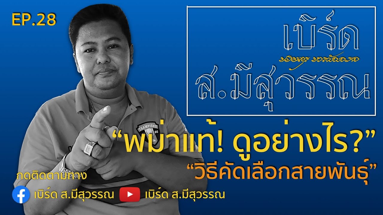 EP. พม่าแท้ ดูอย่างไร?