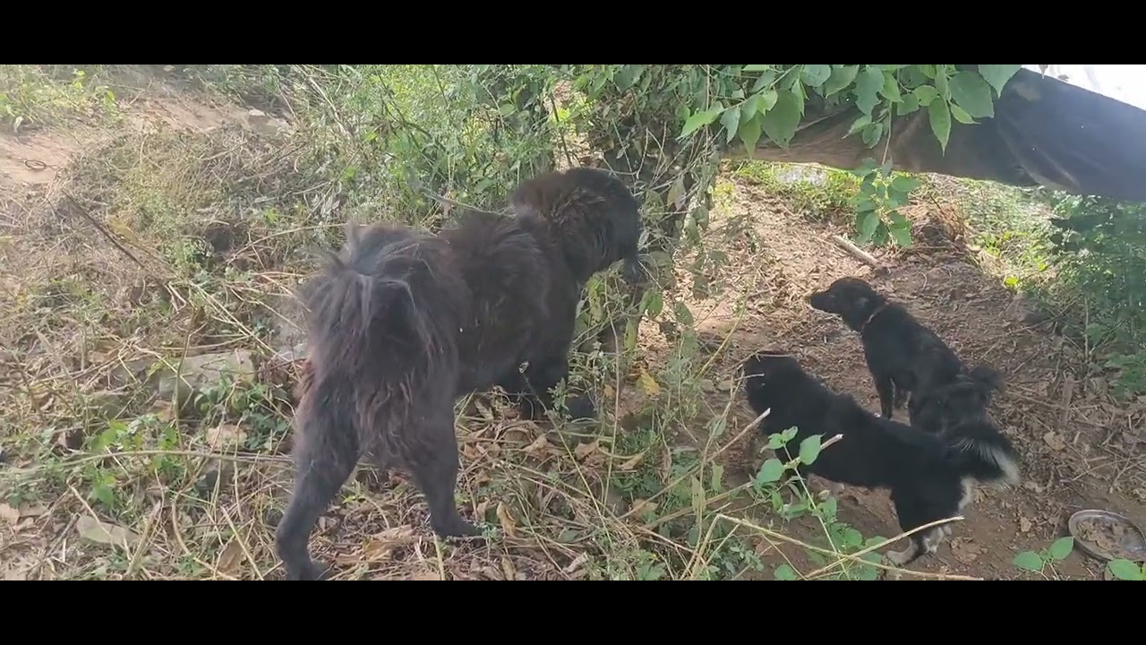 Bhotiya dog fight 😱😱😱