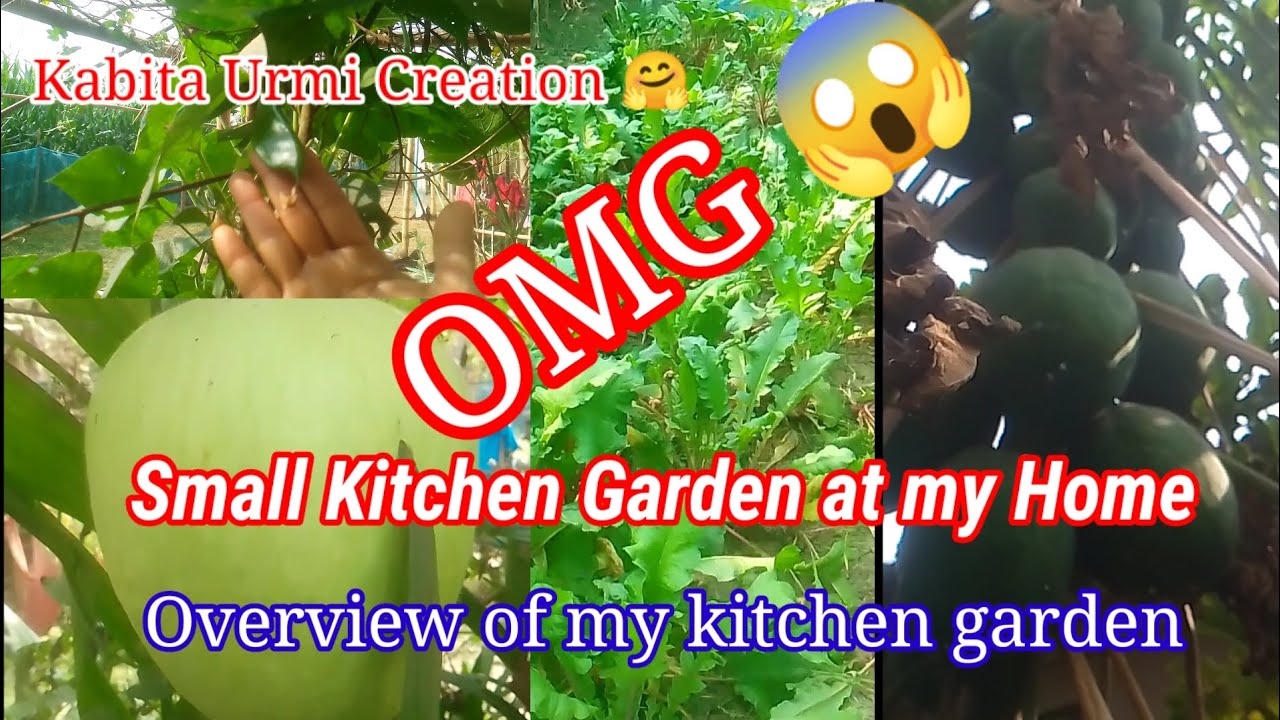 Overview of My Kitchen Garden 🤗🤗#smallkitchengarden#vegitables garden 🏡