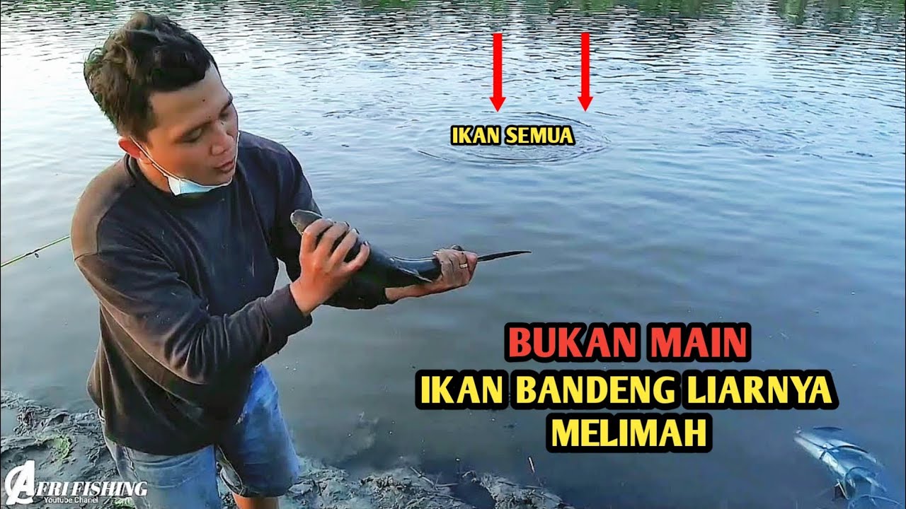 Umpan Paling Jitu Mancing Ikan Bandeng LIar Di Muara Pasti Pada Ngumpul