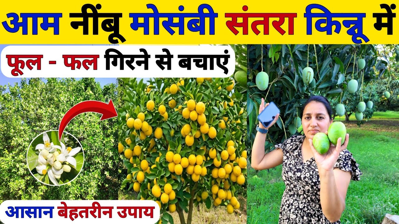 आम नींबू संतरा मोसंबी में भयंकर फूल फल 🥭🍊🍋तोड़ते थक जाओगे | boost flowers & stop fruit drops | Mango