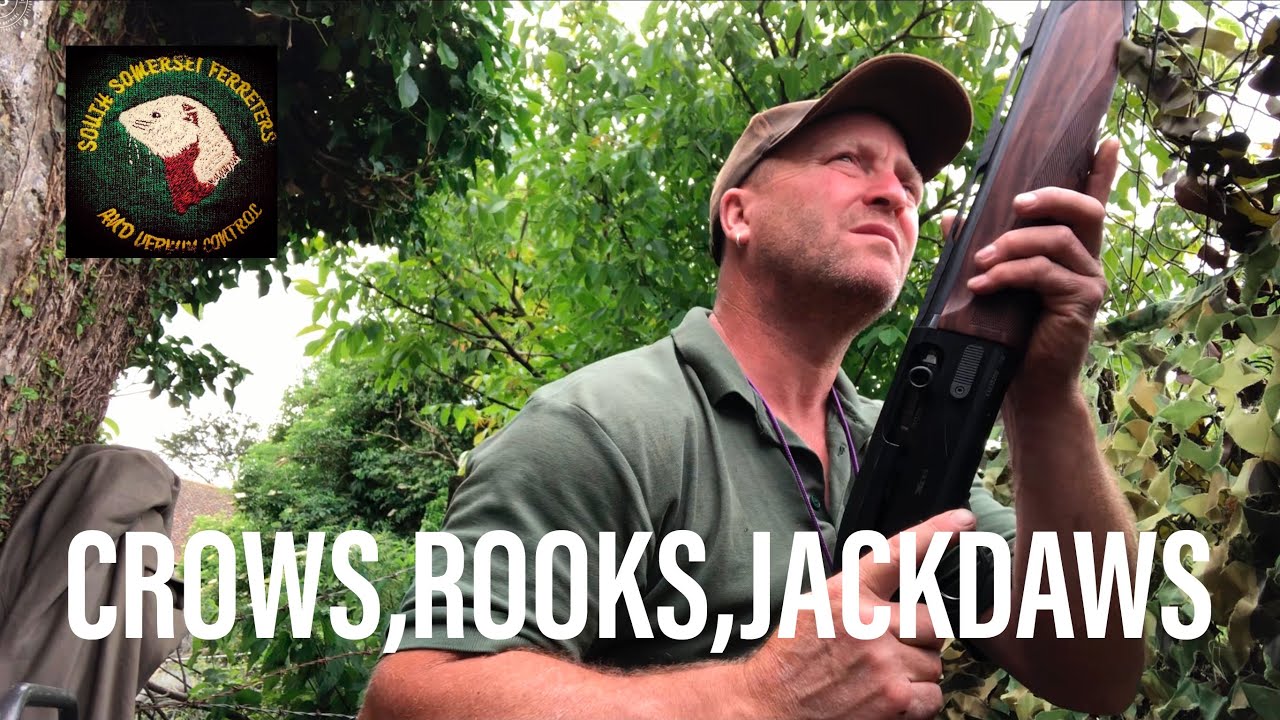 Shooting Crows rooks jackdaws - corvid shooting - corvid hunting - beretta A400 xcel - shotkam