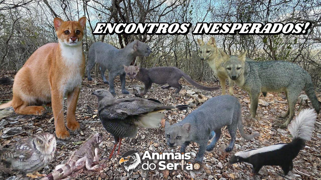 COMPORTAMENTOS RAROS E ENCONTROS INESPERADOS