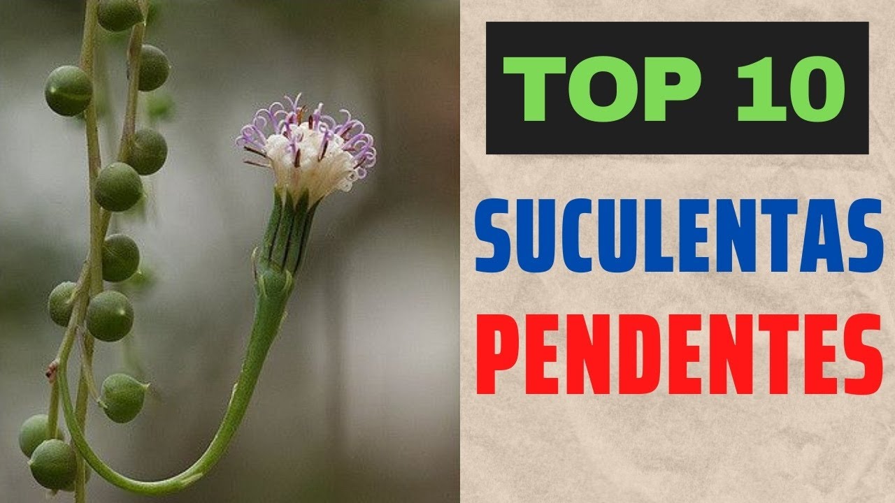 TOP 10 das minha SUCULENTAS Pendentes/Grazi Bittencourt