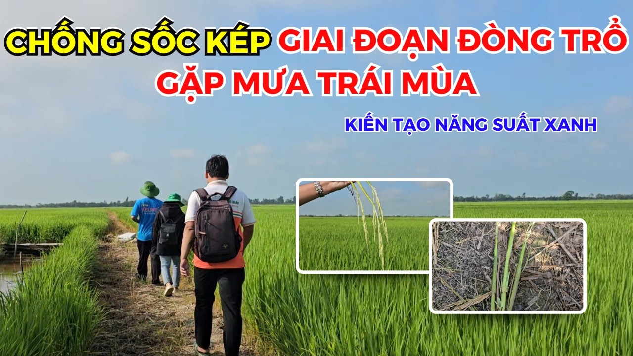 BVN - CHỐNG SỐC KÉP GIAI ĐOẠN ĐÒNG TRỔ GẶP MƯA TRÁI MÙA