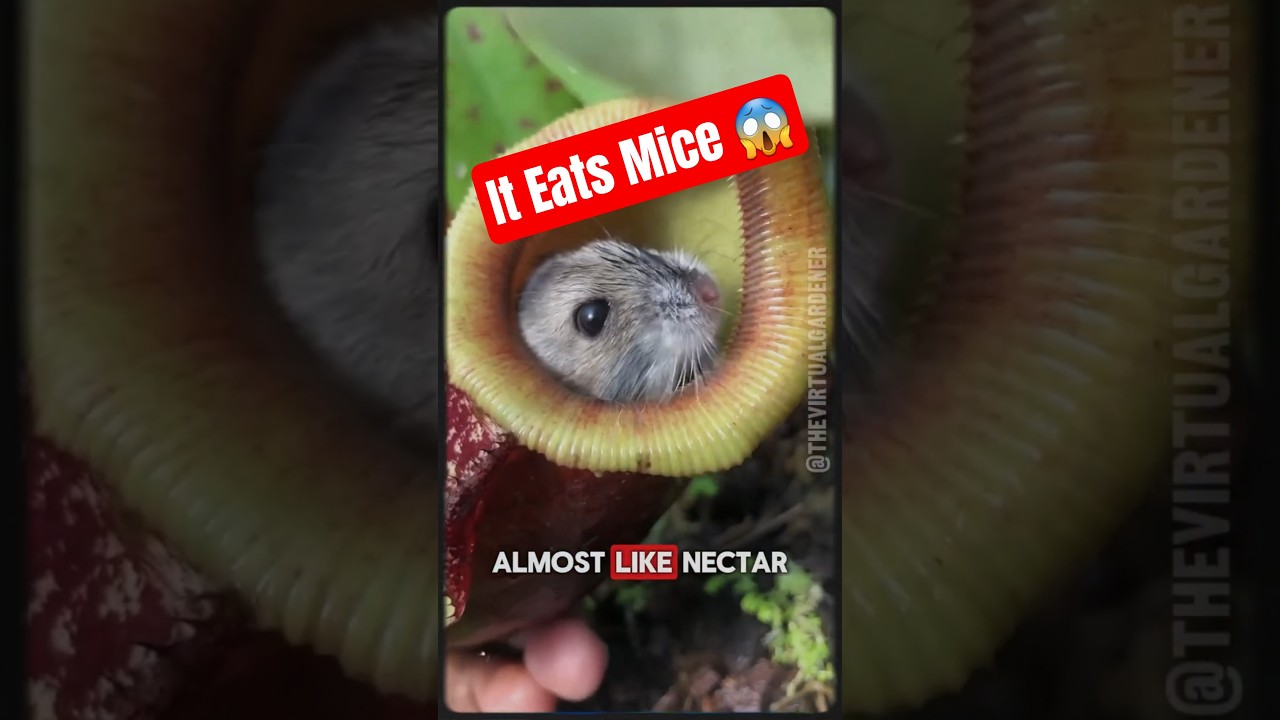 The Plant That Eats Mice 🐭