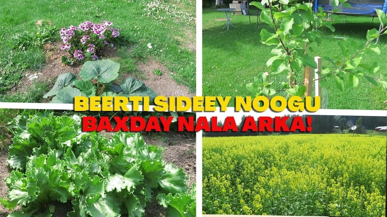 KAALAYA NALA ARKA SANADKI 3AAD BEERTA SIDA AY NOOGU BAXDAY!