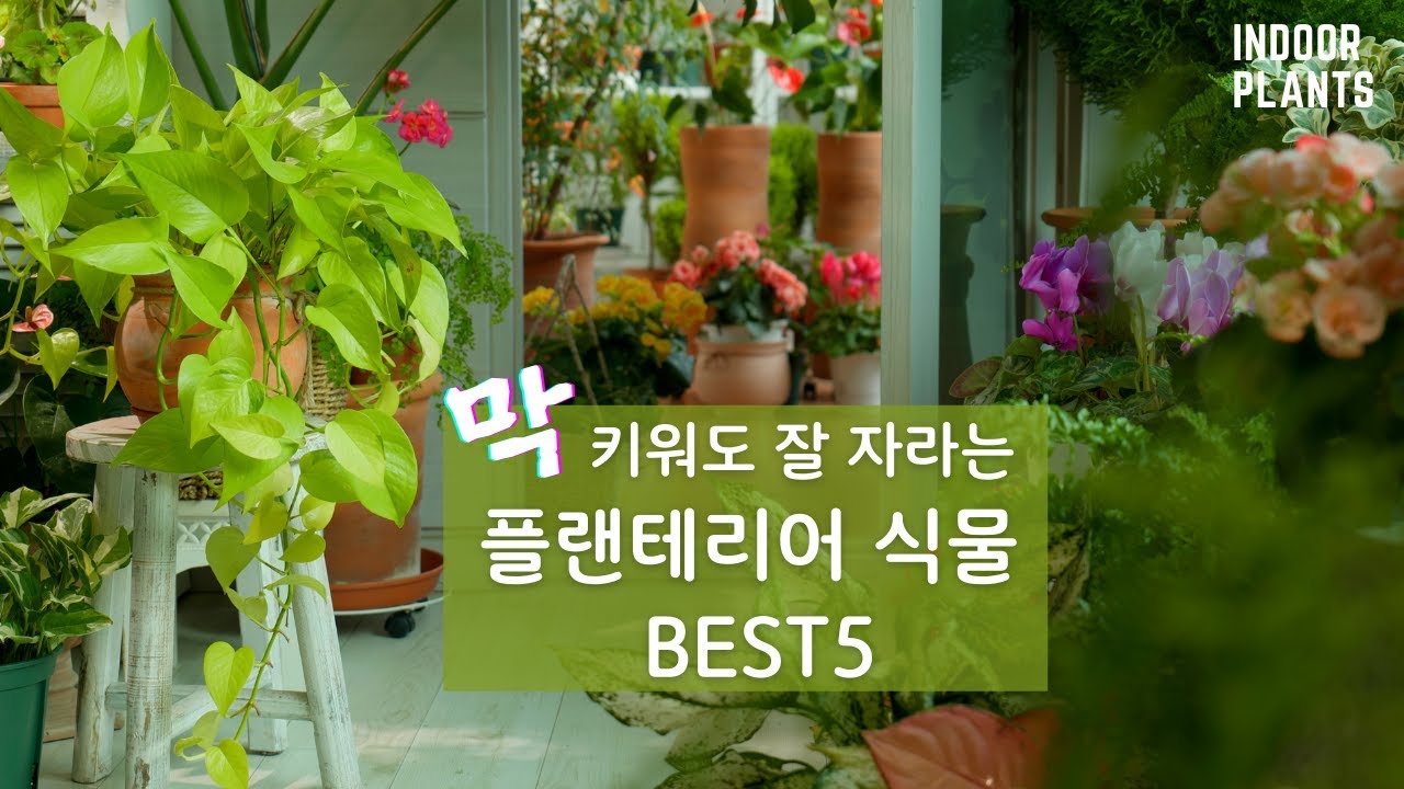 [4K] 플랜테리어 하기 좋은 식물 Best 5 / 쉽게 오래 키울 수 있는 플랜테리어 식물들