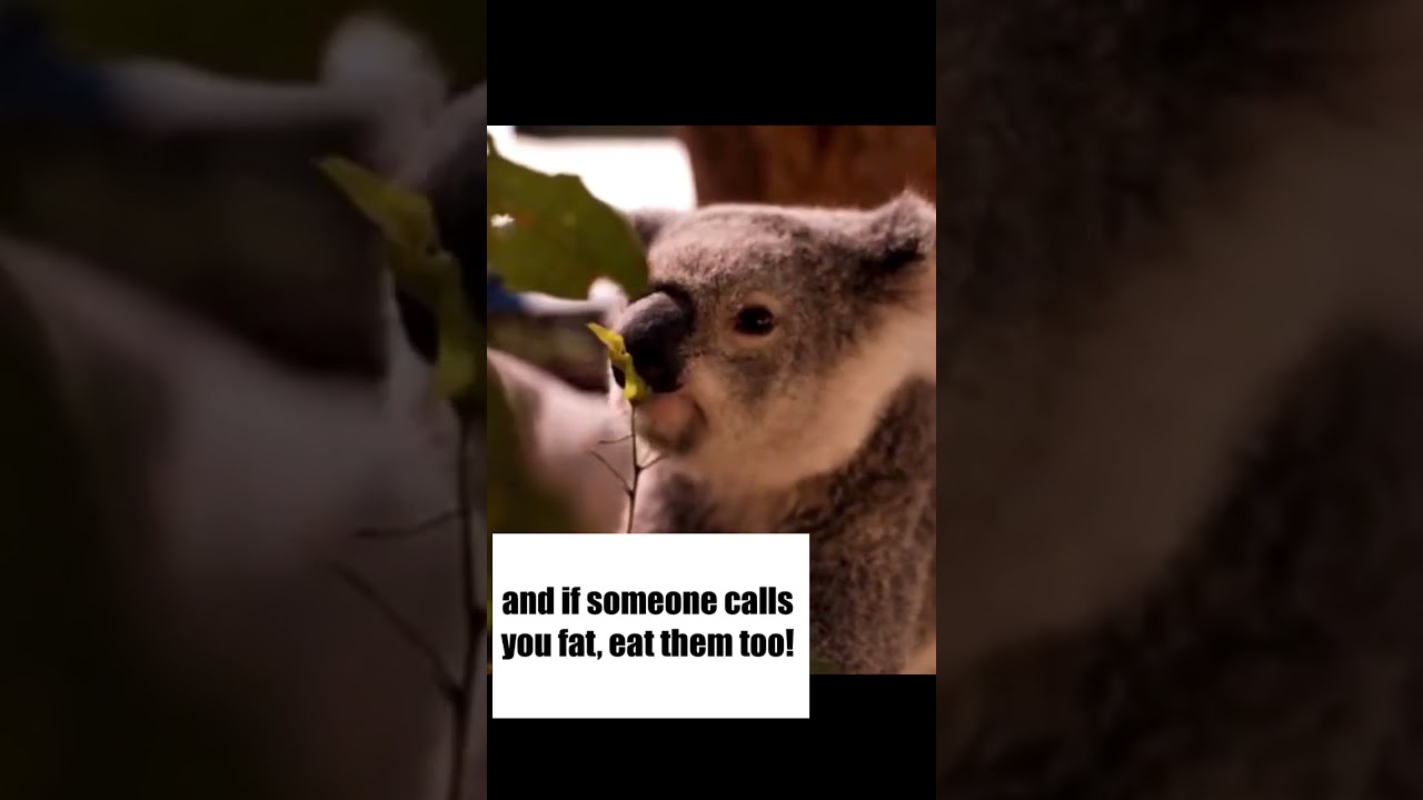 Eat Whatever You Want | Animal Meme 