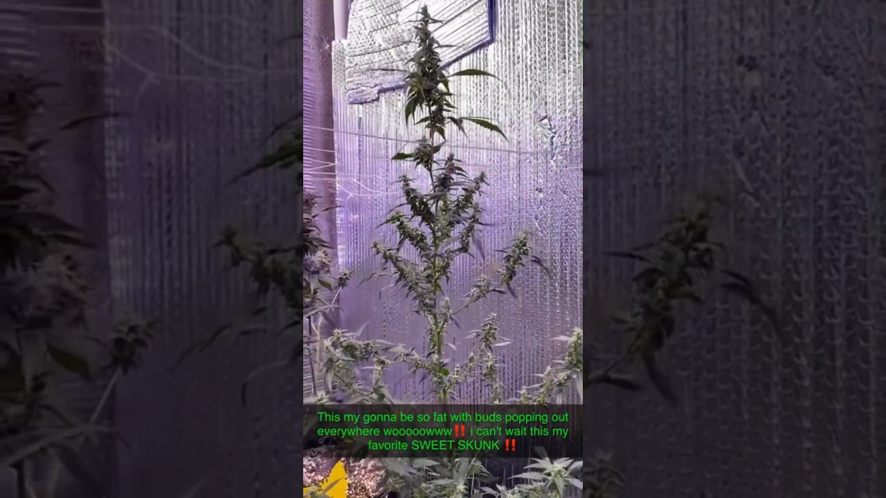 It's busting out with so many buds I can't wait ! SWEET SKUNK AUTO