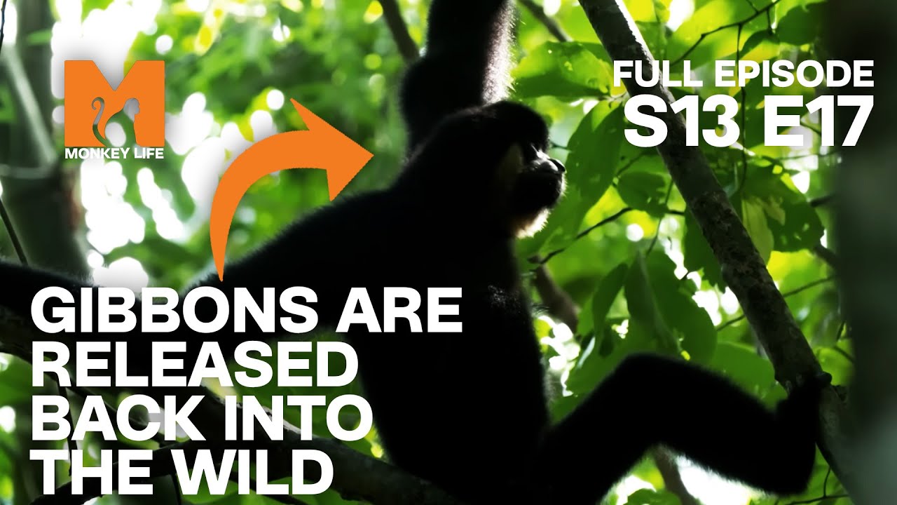 The Gibbons Go Back Home | Season 13 Episode 17 | Full Episode | Monkey Life