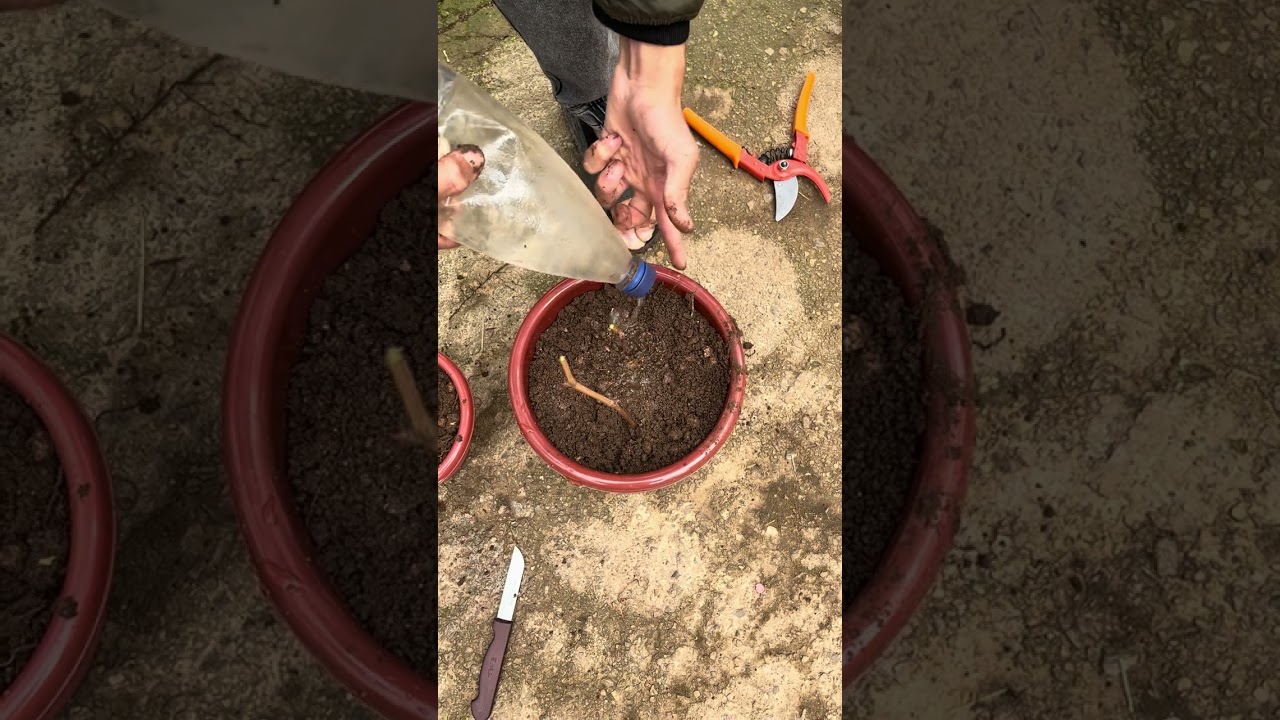 الطريقة الصحيحة لزراعة أغصان العنب ونجاح مضمون 🍇