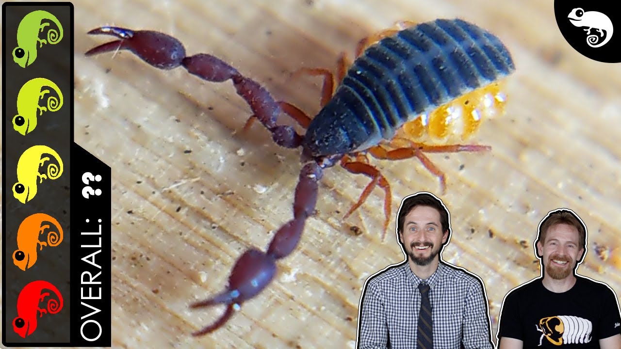 Pseudoscorpion, The Best Pet Invertebrate?