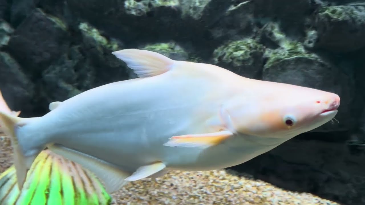 Mysore underwater aquarium 
