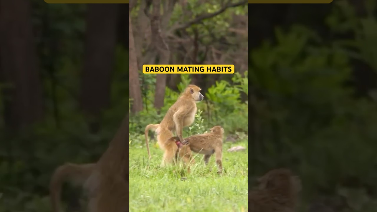 Baboon Mating Rituals! #primates