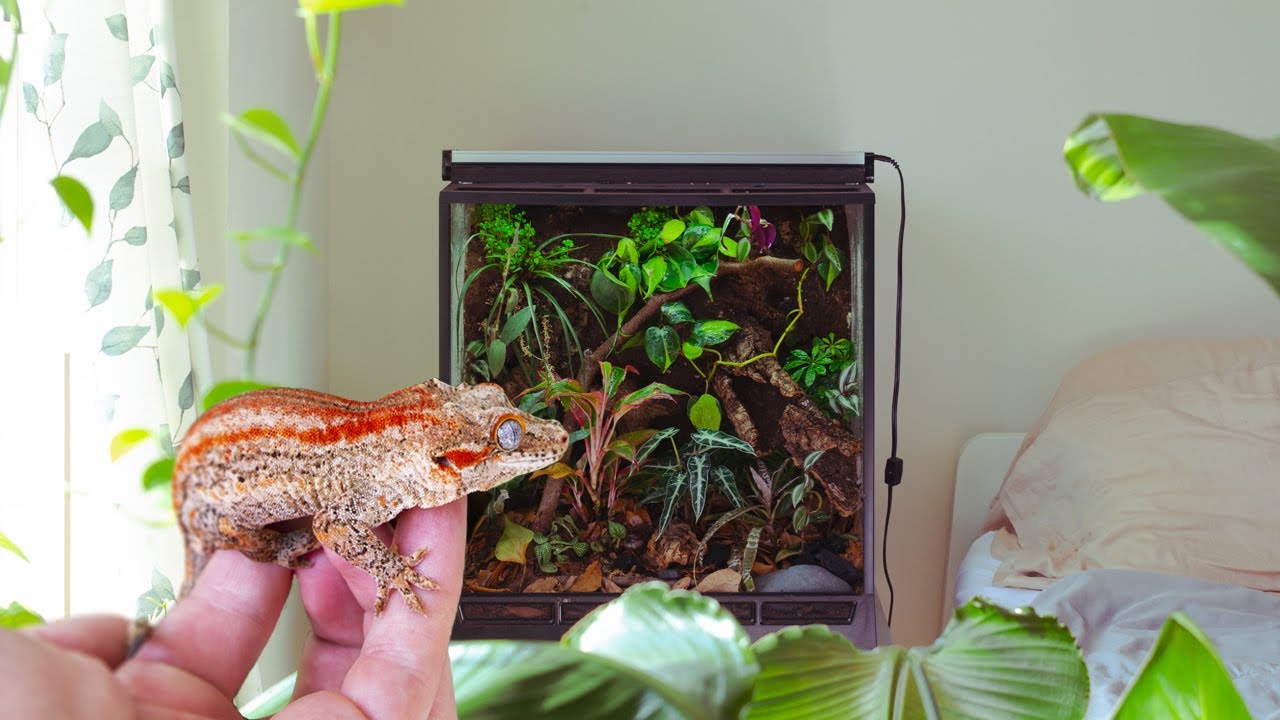 Bioactive Gecko Vivarium STEP BY STEP ecosystem