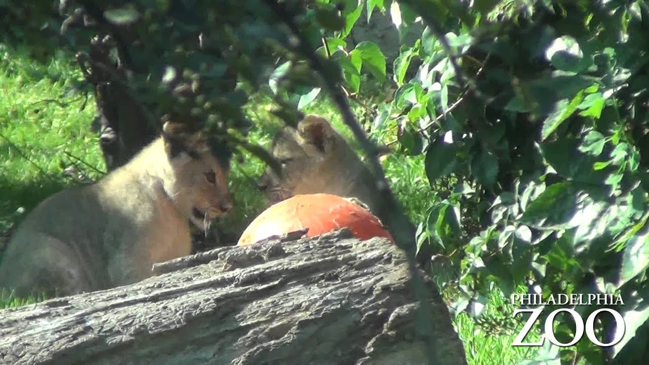 African Lion Cub Debut
