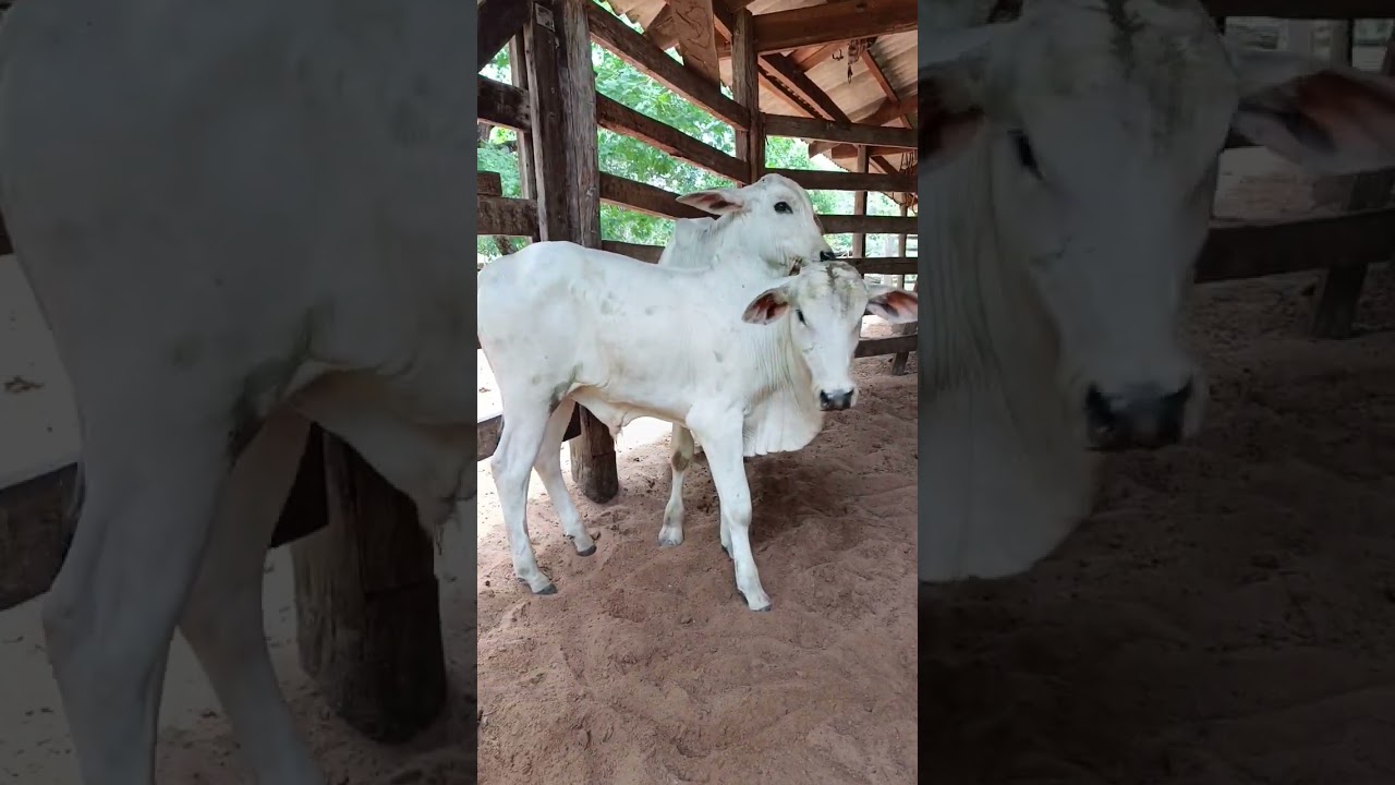Fui no sertão comprar uns bezerros e uma vaca parida