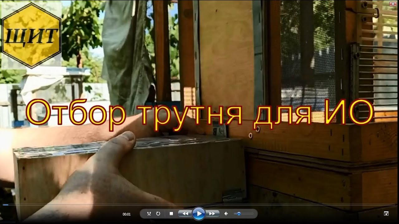 Отбор трутня для ИО