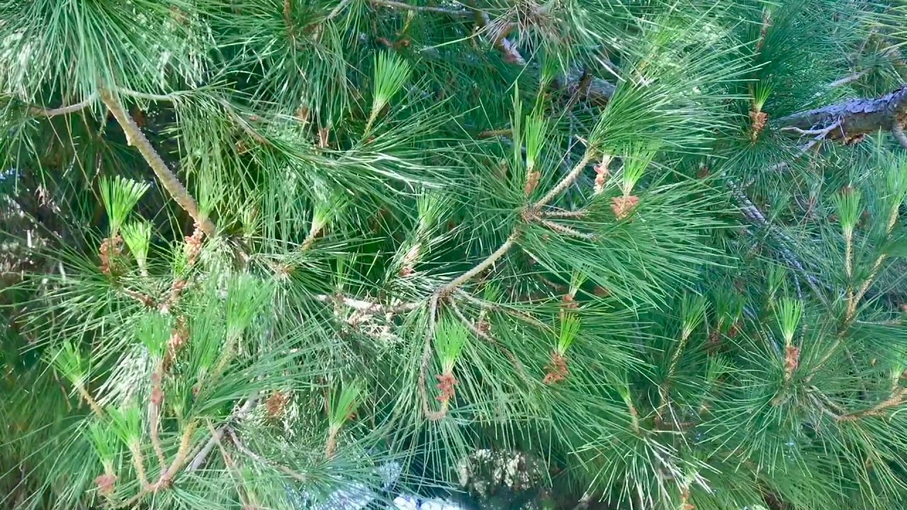 Italian Stone Pine (Pinus pinea)