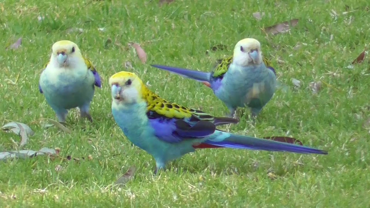 Pale-headed rosella ~ Platycercus adscitus