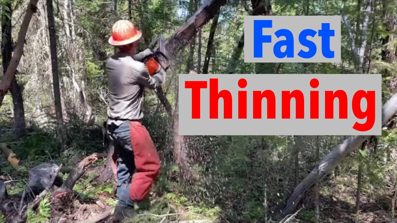 Cleaning Up The Forest Fast Time Lapse