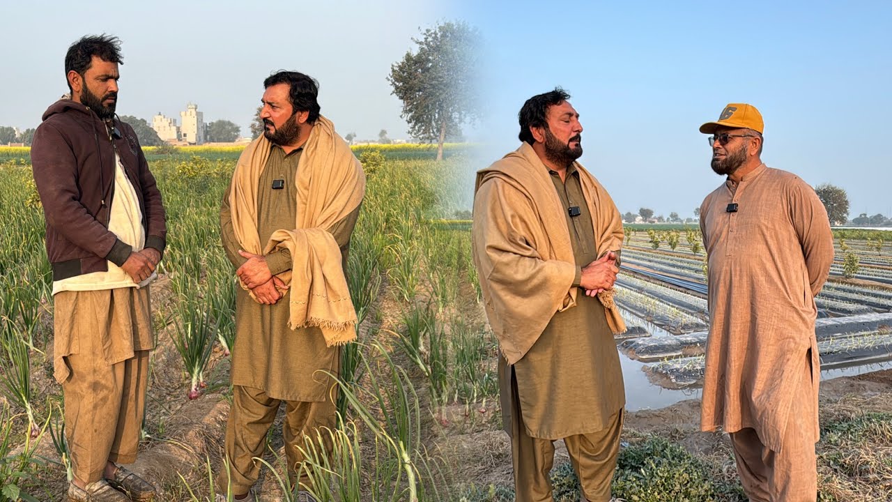 1 Acre vch 5 Faslaan | Piaz, Matar, Mirch, Tarboozz, Tomato | Pathy wadn wali machine | Anjum Saroya