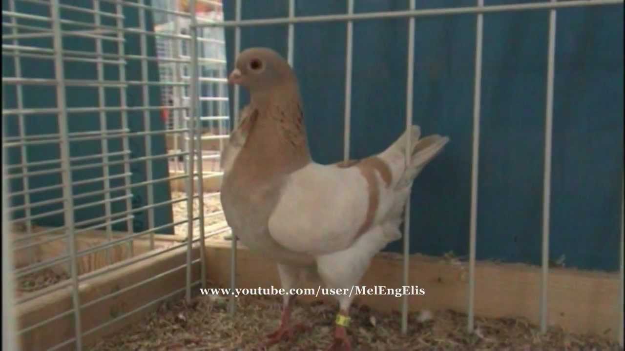 Pigeons Cravat&eacute;s Italiens - Italian Owl Pigeon - Italienisches M&ouml;vchentauben
