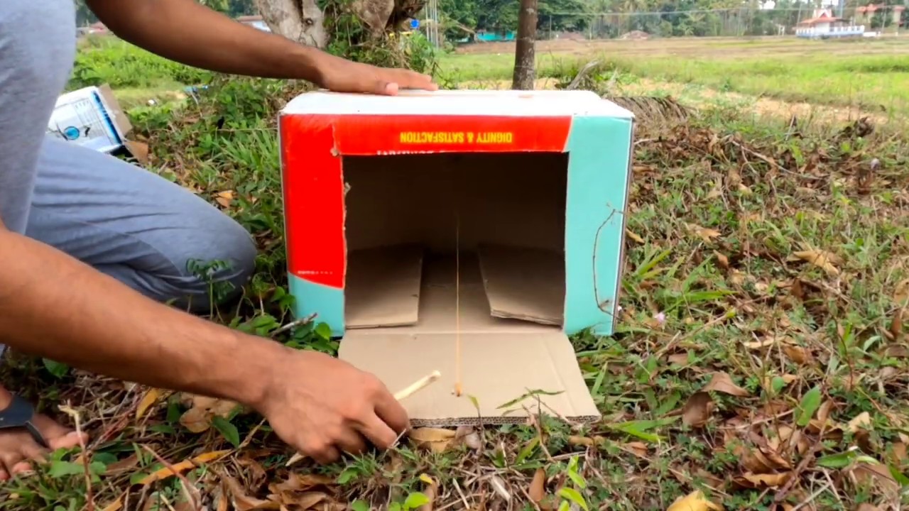 പ്രാവിനെ പിടിക്കണോ  Trap For Pigeons |
