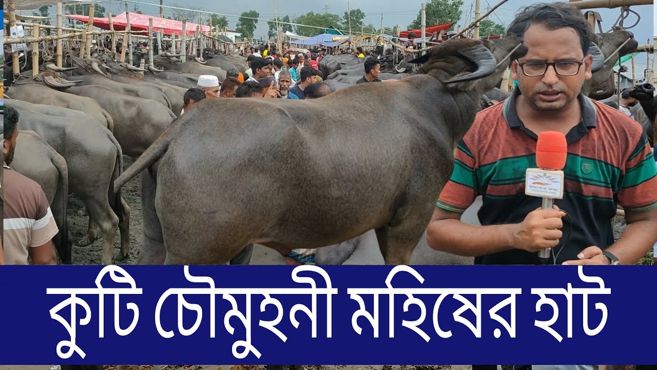 কুটি চৌমুহনী মহিষের হাট