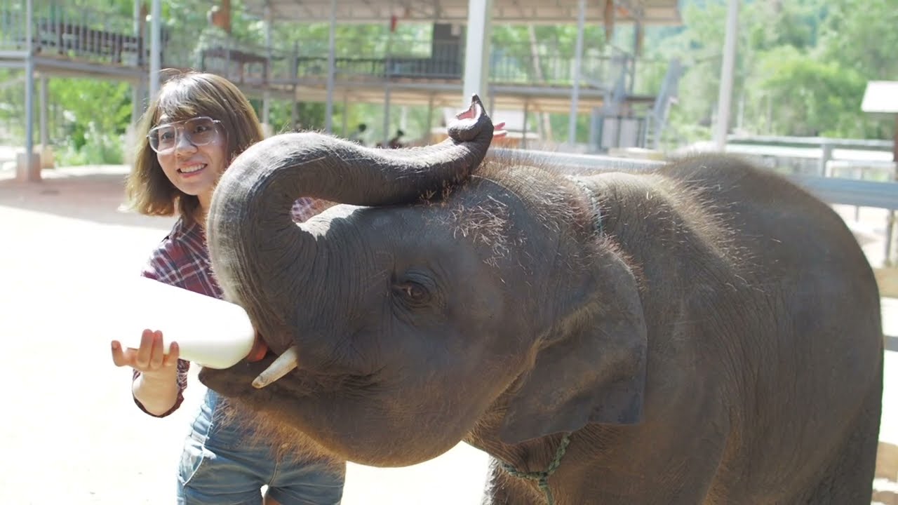 Phuket Elephant Sanctuary
