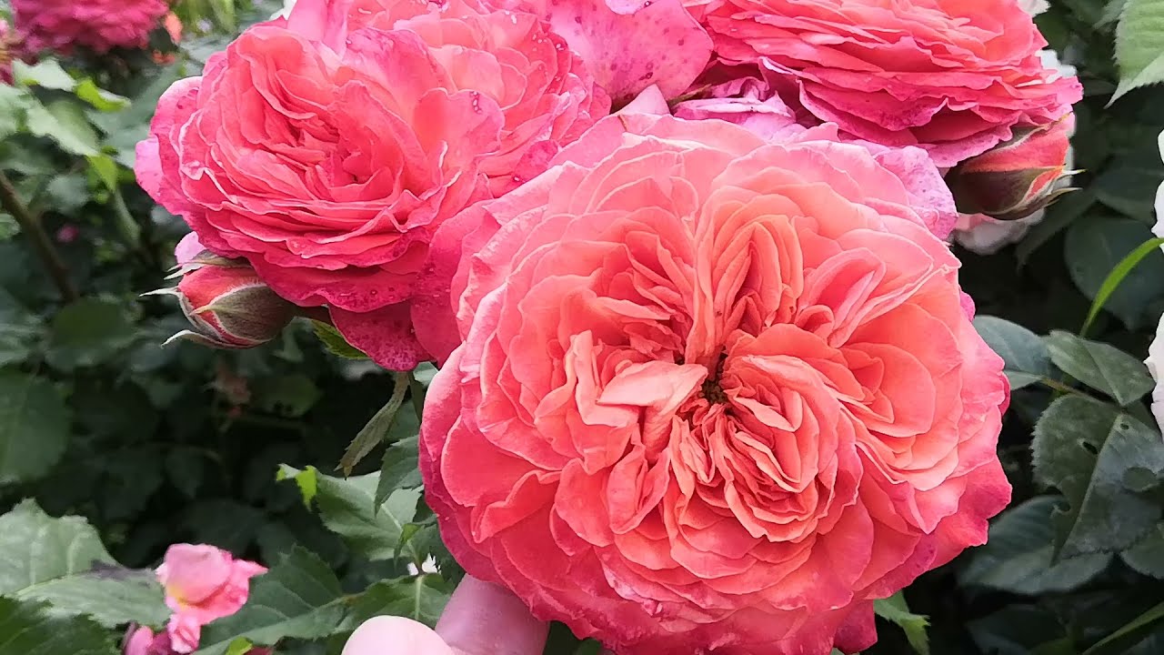 Розы-цветение 🌹Пилигрим, Леонардо да Винчи, Чиппендейл, Эмильен Гийо🌹