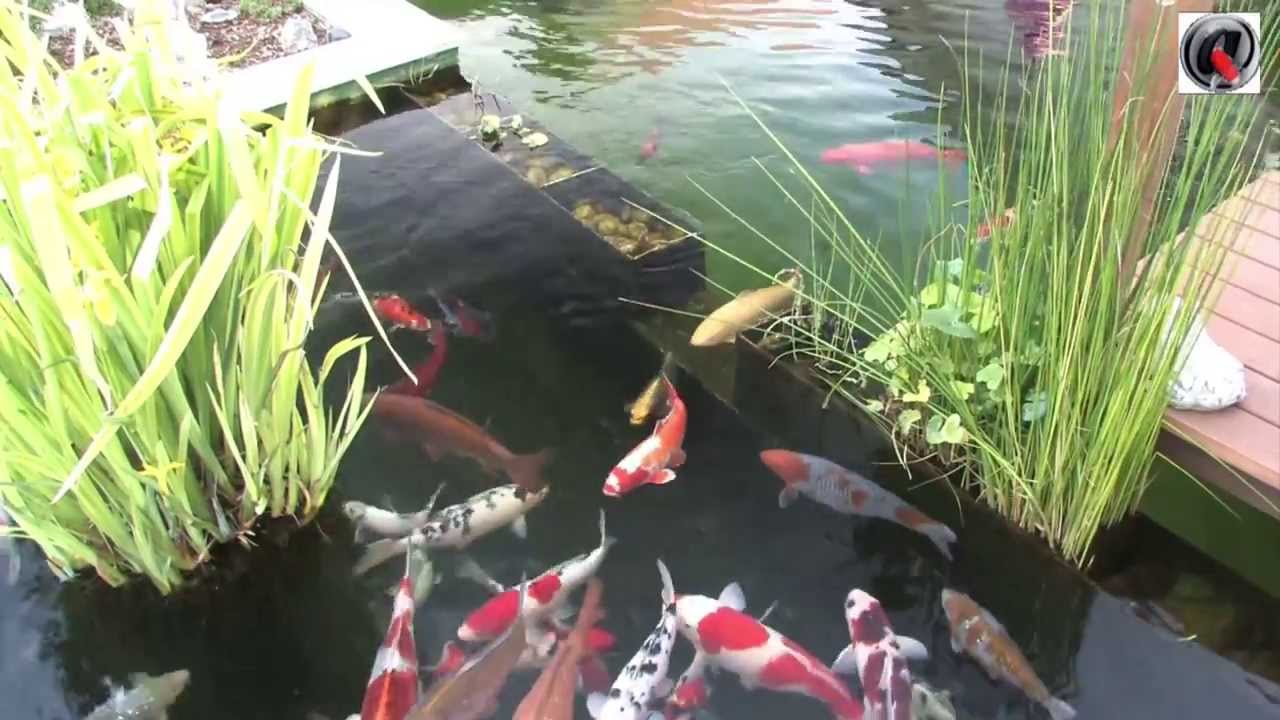 Le bassin a koi de Zoom - the koi pond of Zoom