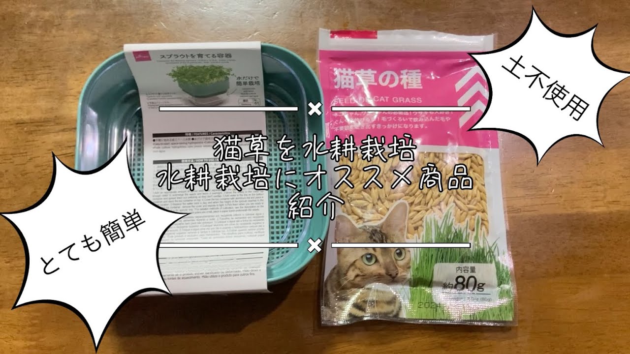 【猫飼ってる人必見！】猫草の栽培方法はこれが1番！土を使わないから清潔！もうこれ以外考えられない！【100均DAISO】#猫グッズ#猫草 #100均 #猫草栽培方法#チャンネル登録よろしくお願いします