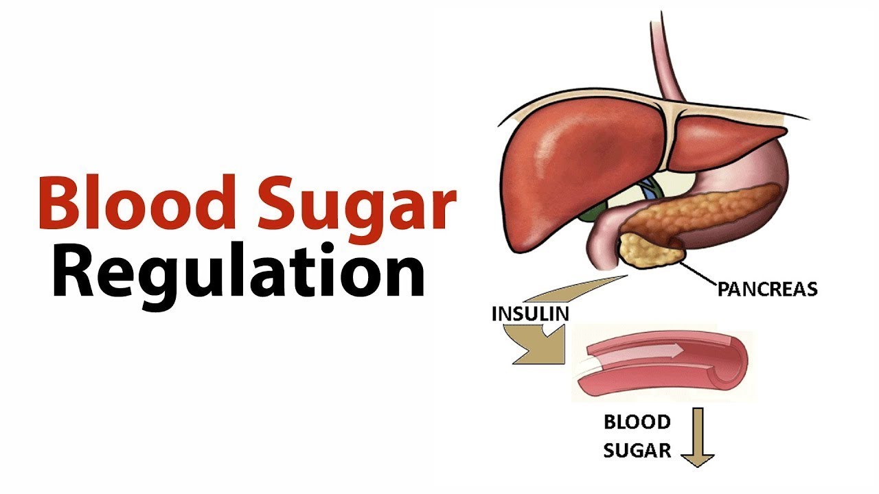 (CHO METABOLISM Biochemistry Session 18)Regulation of Blood Glucose Part1
