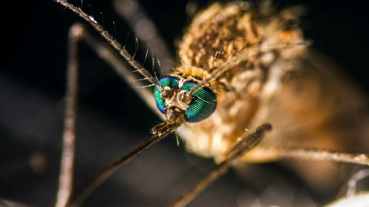 Why Mosquitoes Choose YOU