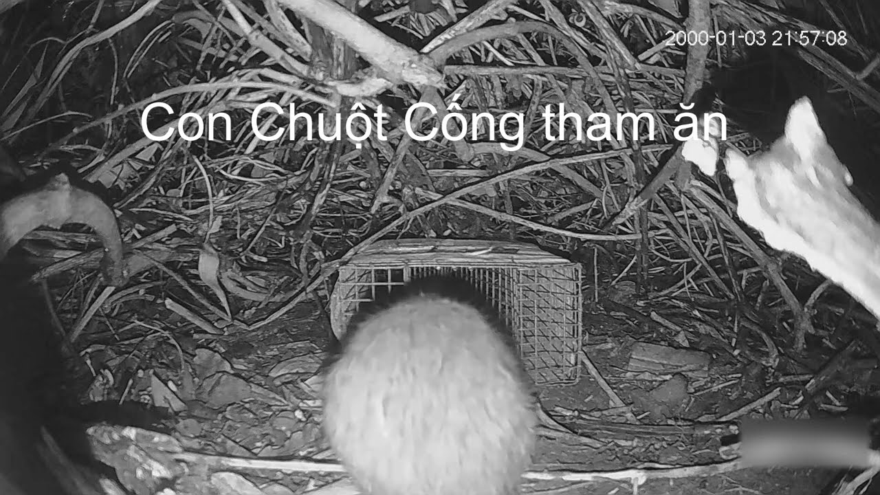 Con Chuột Cống tham ăn và cái bẫy Rắn hom đứng