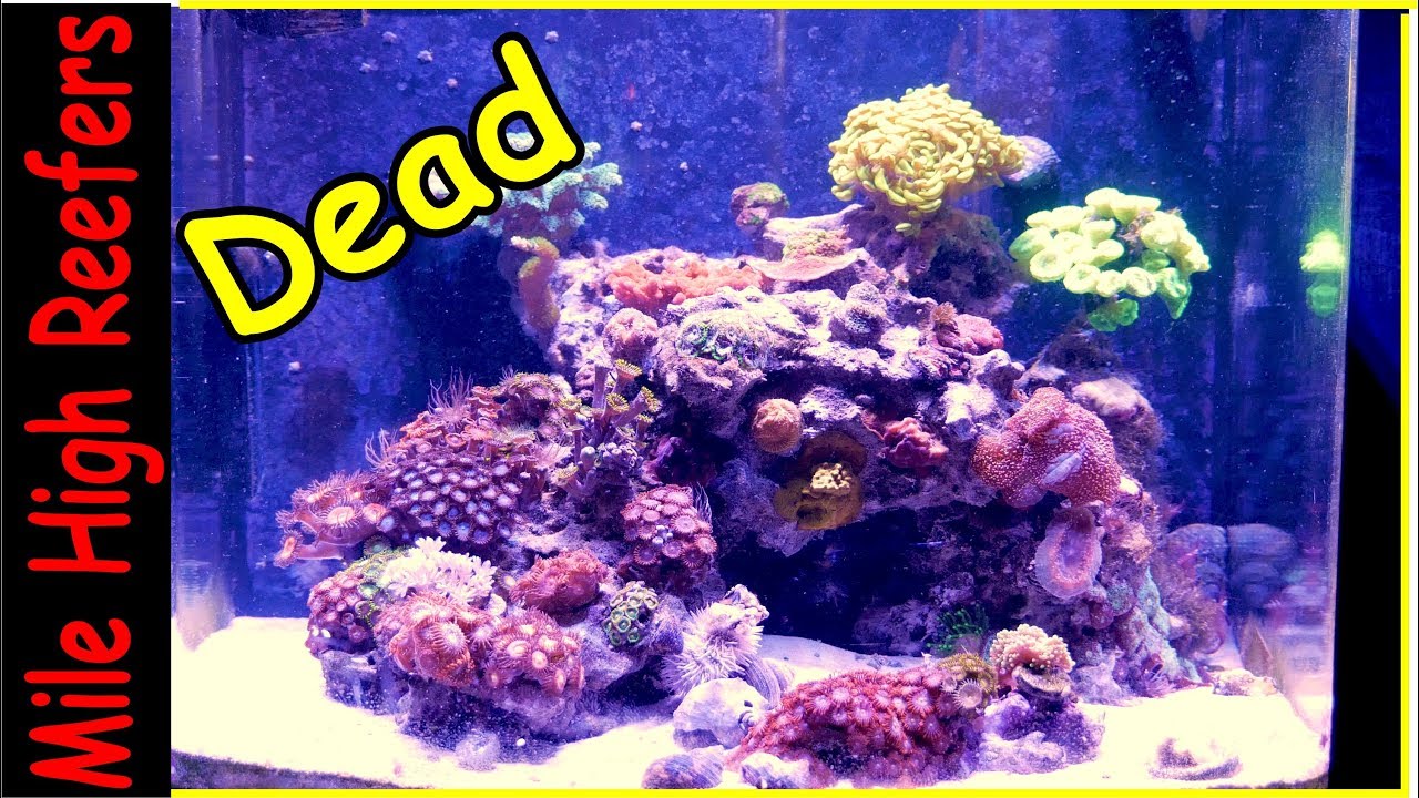 All the Fish are Dead in the Nano