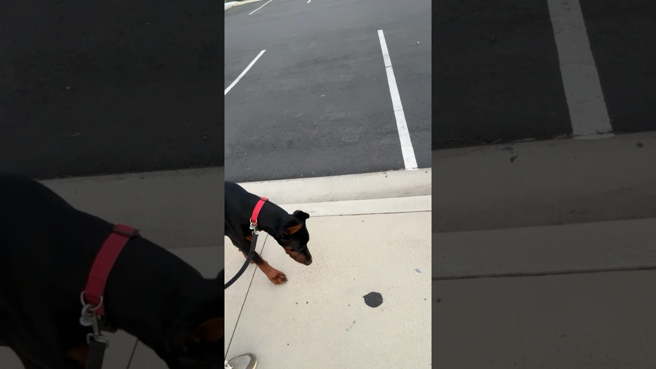 My dog&rsquo;s fear period is 1 out of 1000. Here&rsquo;s what I&rsquo;m doing & not doing to stay sane.