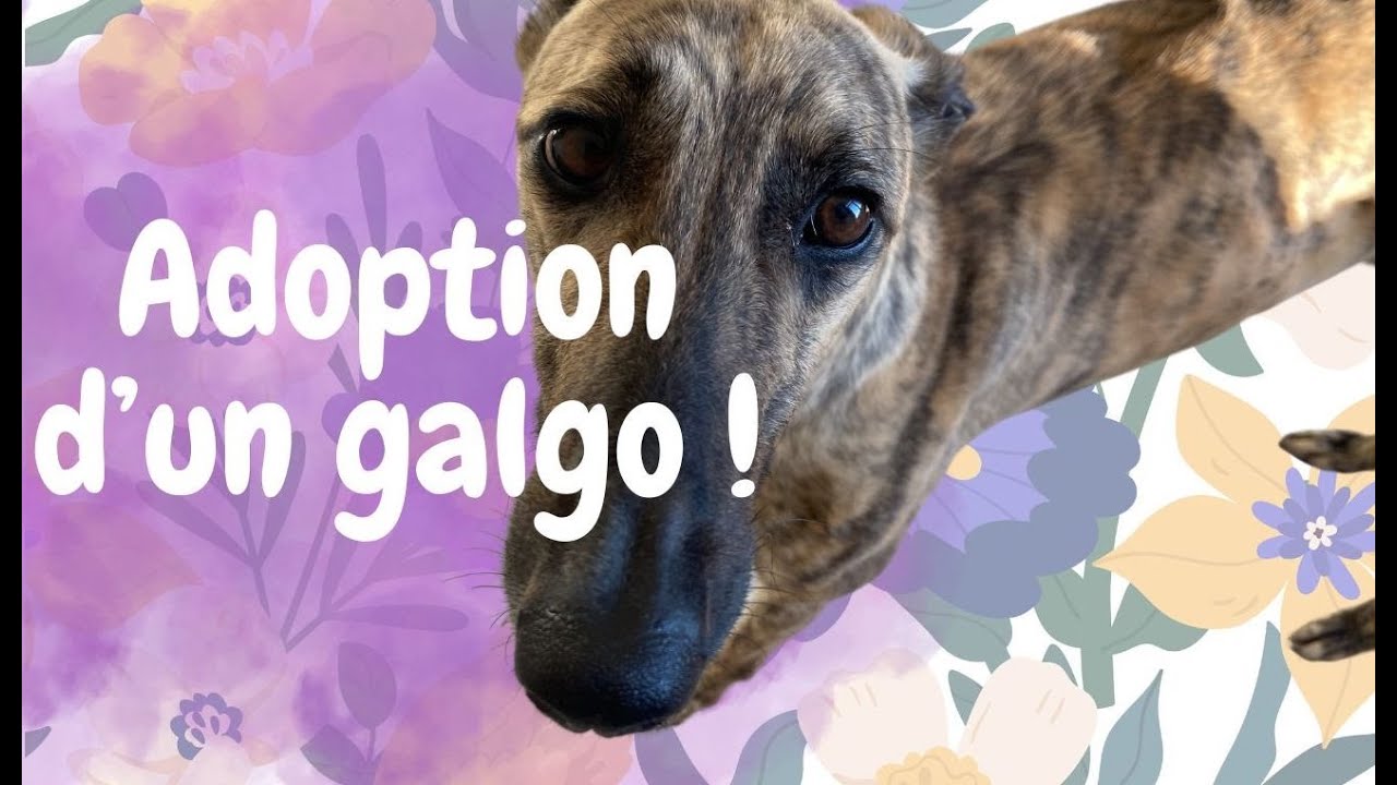 ADOPTION D'UN GALGO
