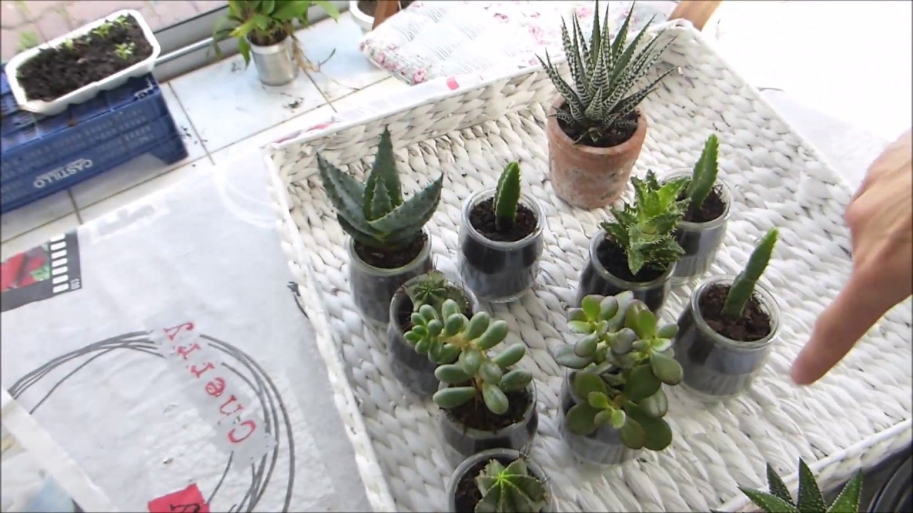 Como sacar los hijos de los Cactus para hacer mas plantas
