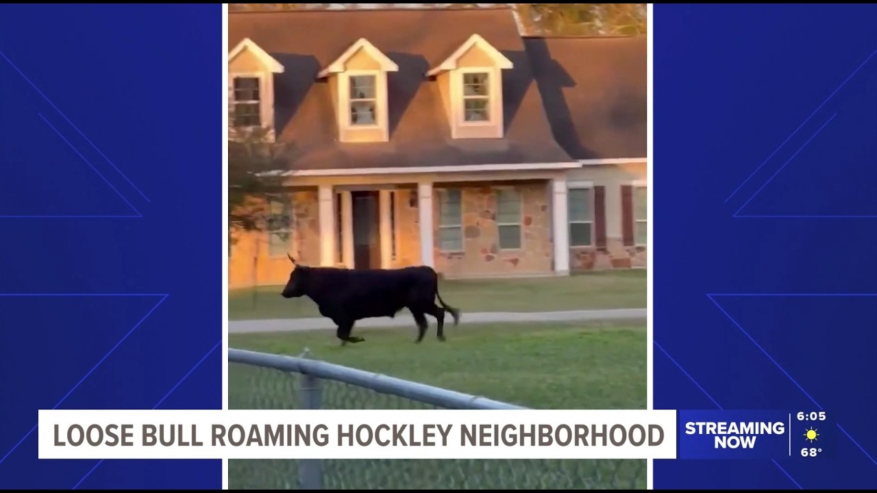 Bull on the loose in Hockley